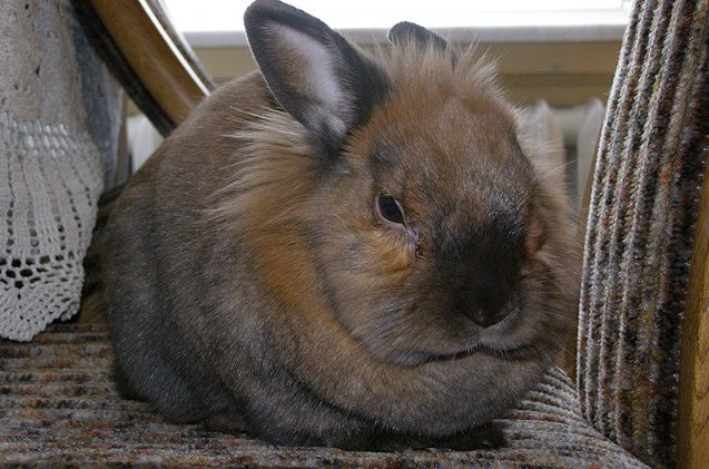Polish Rabbit Breed Information and Pictures - PetGuide.com | PetGuide