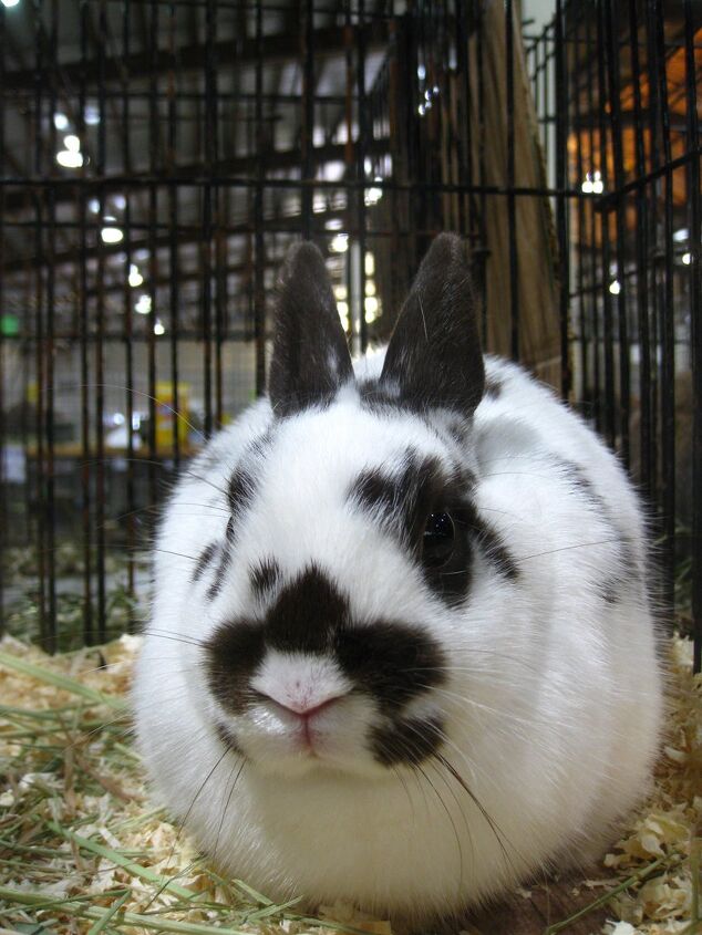 Polish Rabbit Breed Information and Pictures - PetGuide.com | PetGuide