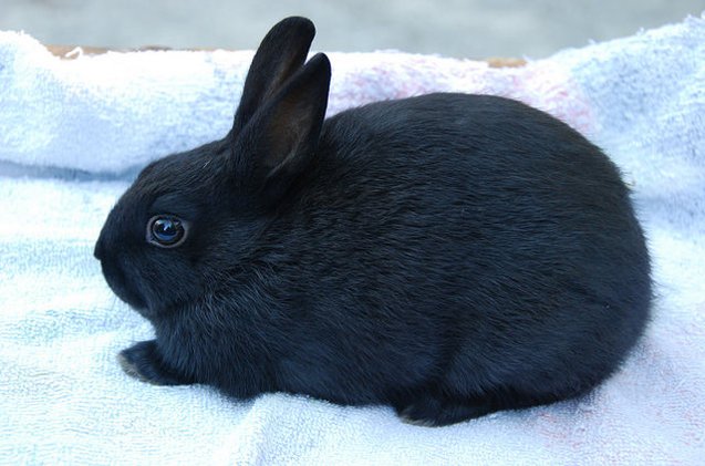 Polish Rabbit Breed Information and Pictures - PetGuide.com | PetGuide