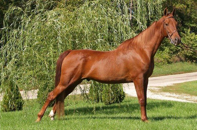 american saddlebred horse