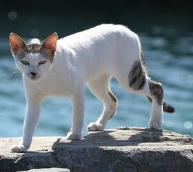 Who Knew? Abu Dhabi Has Its Very Own “Cat Island”