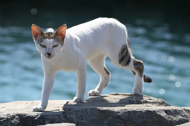 who knew abu dhabi has its very own cat island