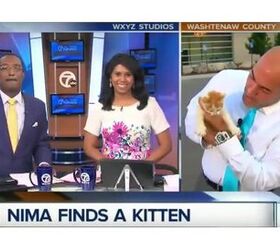 stray kitten makes news by crashing live report video