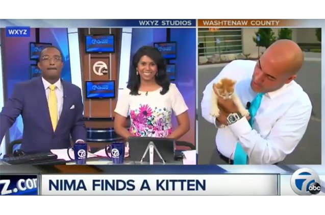 stray kitten makes news by crashing live report video
