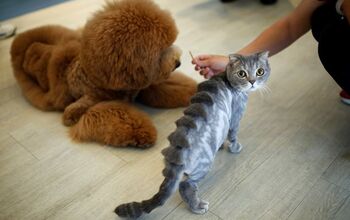 Pets Turned Into Dinosaurs and Teddy Bears at Taiwanese Pet Salon