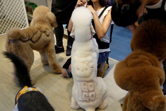 pets turned into dinosaurs and teddy bears at taiwanese pet salon