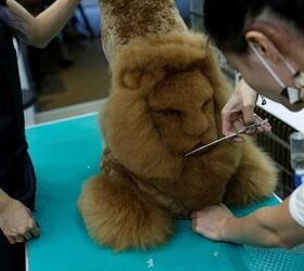 pets turned into dinosaurs and teddy bears at taiwanese pet salon
