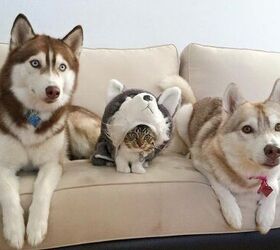 10 Hilarious Pictures Only Husky Owners Can Relate To