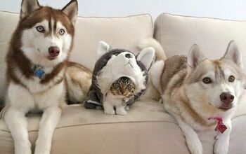 10 Hilarious Pictures Only Husky Owners Can Relate To