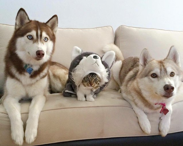 10 hilarious pictures only husky owners can relate to
