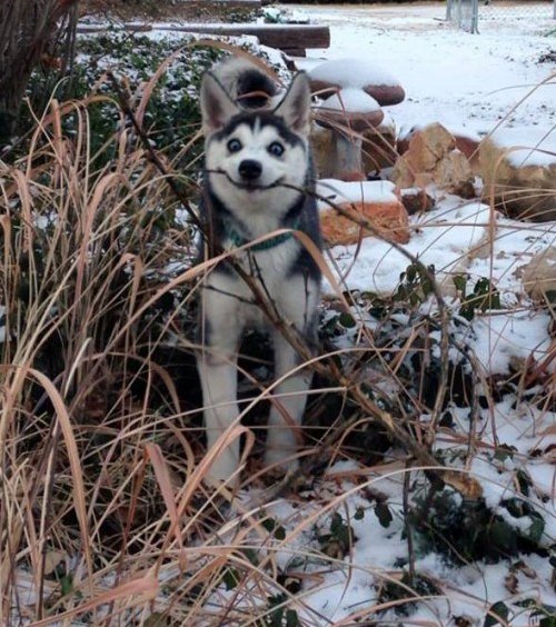 10 hilarious pictures only husky owners can relate to