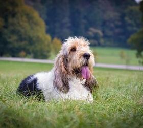 Grand basset store fauve de bretagne