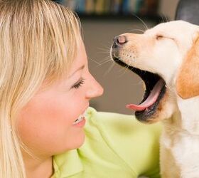 6 Bizarre Ways Our Dogs Talk to Us