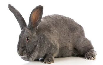 Sallender Rabbit Rabbit Breeds | PetGuide