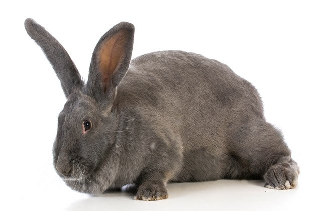 Flemish Giant Rabbit Breed Information and Pictures - PetGuide.com ...