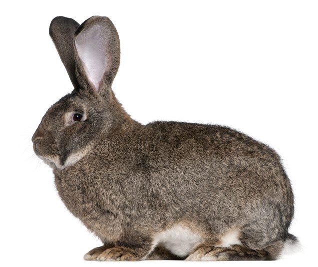 Flemish Giant Rabbit Breed Information and Pictures - PetGuide.com ...