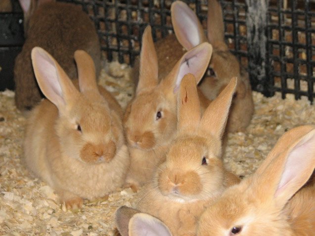 Flemish Giant Rabbit Breed Information and Pictures - PetGuide.com ...