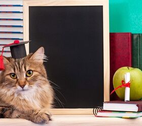It’s True! Cats Really Are Secret Geniuses, According to Science