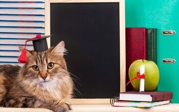 It’s True! Cats Really Are Secret Geniuses, According to Science