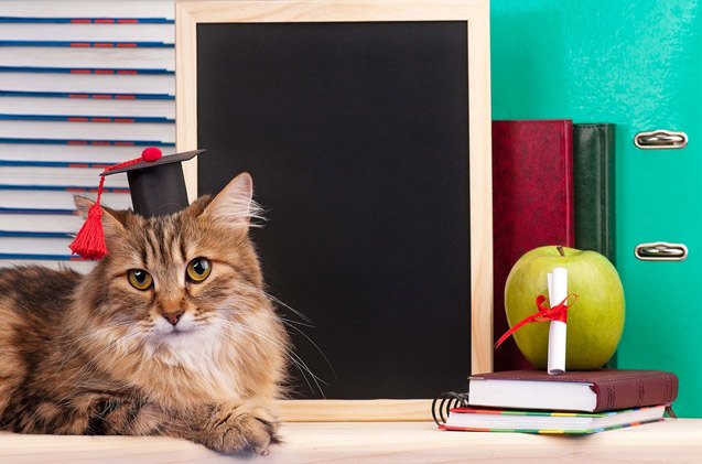 its true cats really are secret geniuses according to science