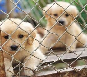 New NJ Law Seeks To Ban Sale Of Puppy Mill Dogs