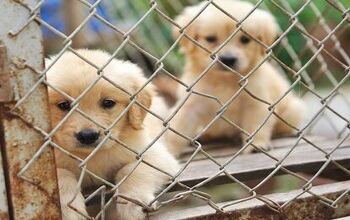 New NJ Law Seeks To Ban Sale Of Puppy Mill Dogs