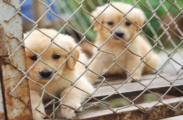 new nj law seeks to ban sale of puppy mill dogs