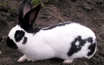 British Giant Rabbit Breed Information and Pictures - PetGuide.com ...