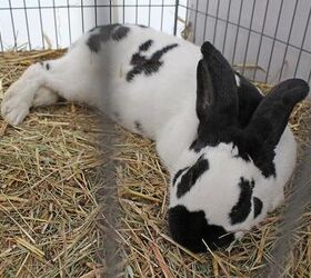 American checkered giant store rabbit