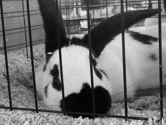 Checkered Giant Rabbits