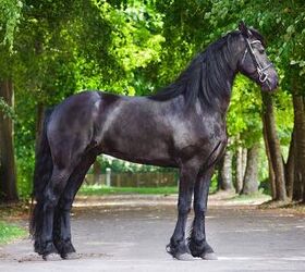 A very beautiful black horse!  Horses, Horse breeds, Friesian horse