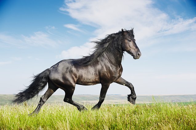 equestrian lifestyle tips Equestrian Lifestyle Tips: Balancing Barn Time and Daily Life