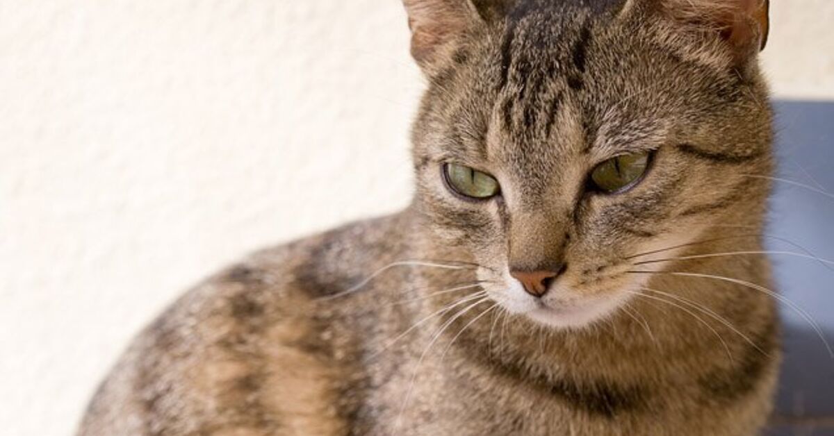 Chinese Li Hua Cat Breed Information and Pictures - PetGuide | PetGuide