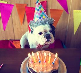 Ask The Hairy Dogfathers: Dog Birthday Blues