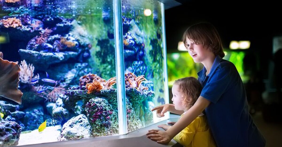 Multiple Tank Syndrome: Itโs Time for a Fish Addict Intervention | PetGuide