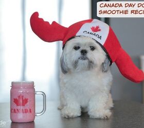 Canada Day Dog Smoothie Recipe