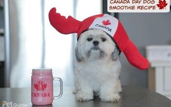 Canada Day Dog Smoothie Recipe
