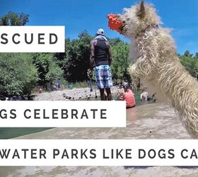 Have You Seen These Awesome Dog Videos? #4 Will Make You Cheer!