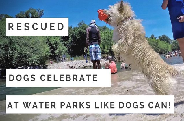 have you seen these awesome dog videos 4 will make you cheer