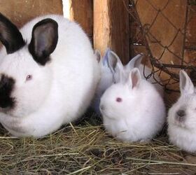 Californian Rabbit Breed Information and Pictures  | PetGuide