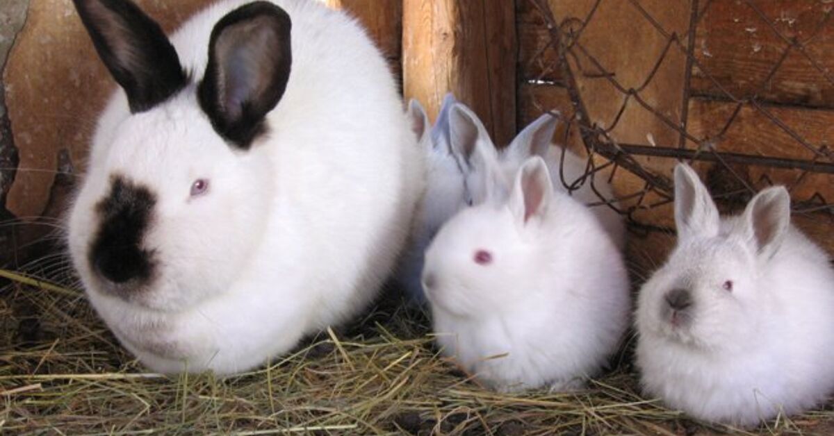 Califorinan Rabbit Californian Rabbit Breed Information and Pictures - PetGuide.com | PetGuide