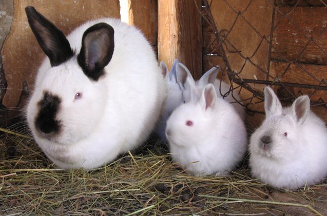 Californian Rabbit Breed Information and Pictures - PetGuide.com | PetGuide