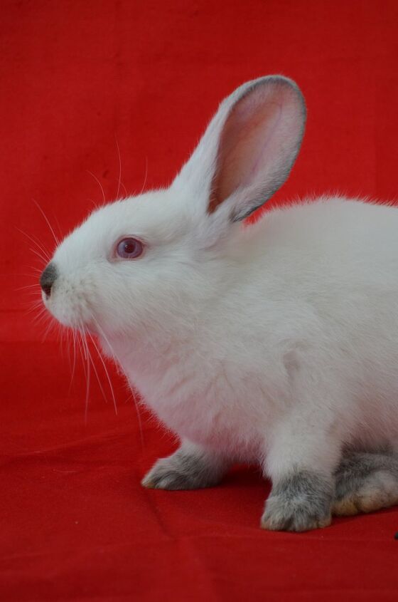 Californian Rabbit Breed Information and Pictures - PetGuide.com | PetGuide