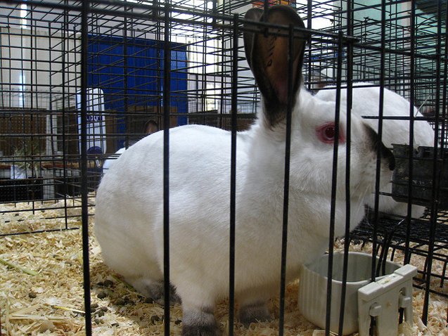 Californian Rabbit Breed Information and Pictures - PetGuide.com | PetGuide