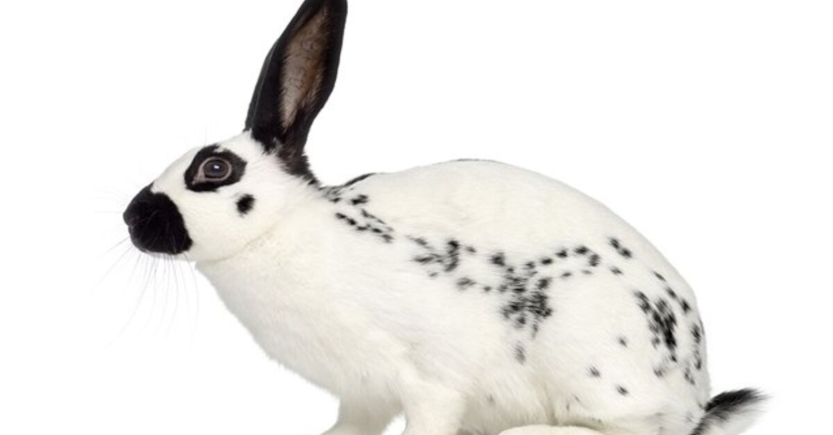 English Spot Rabbit Breed Information and Pictures - PetGuide.com ...