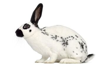 English Spot Rabbit