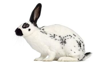 Rabbit Breeds | PetGuide