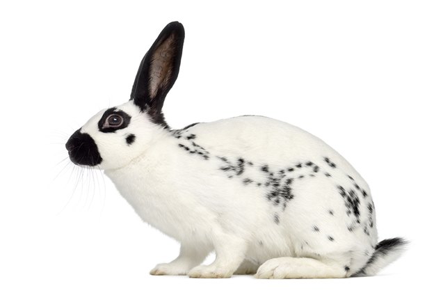English Spot Rabbit Breed Information and Pictures - PetGuide.com ...