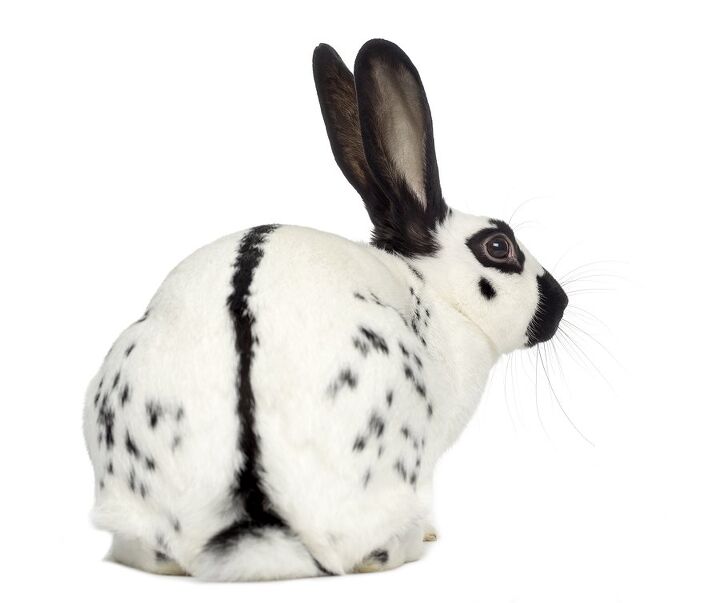 English Spot Rabbit Breed Information and Pictures - PetGuide.com ...