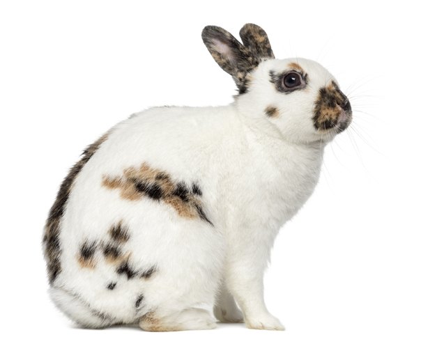 English Spot Rabbit Breed Information and Pictures - PetGuide.com ...